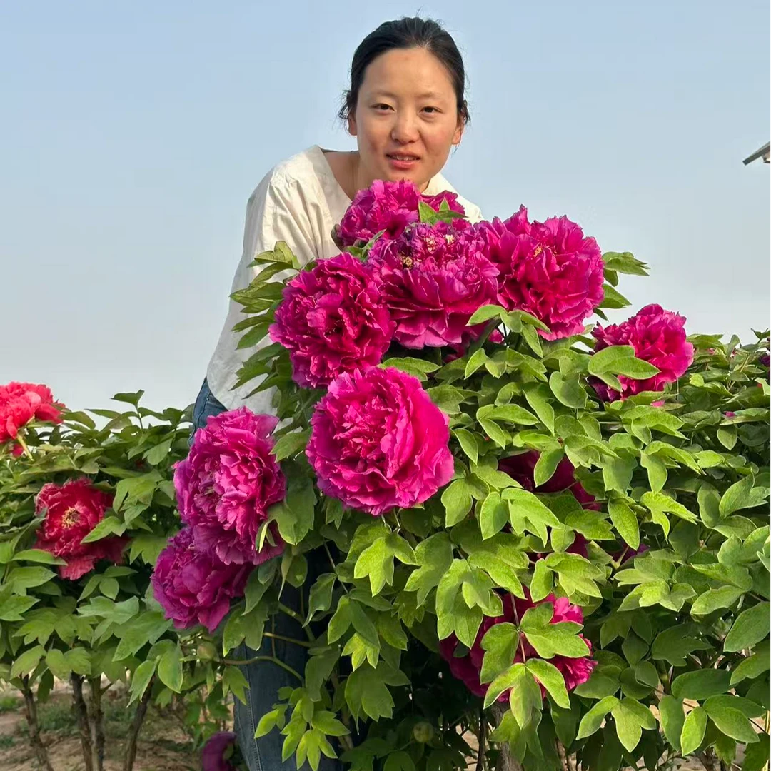 【飞燕凌空】】菏泽牡丹苗室外室内种植耐寒好养