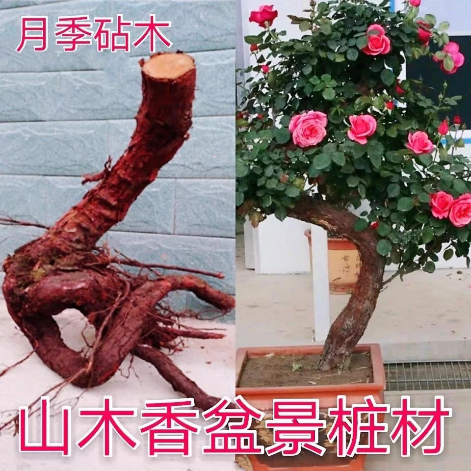 现挖盆景嫁接老桩山木香