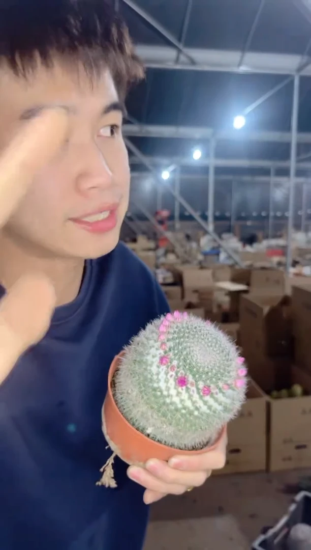 【闪购商品】大单头 玉翁 不指定带花苞