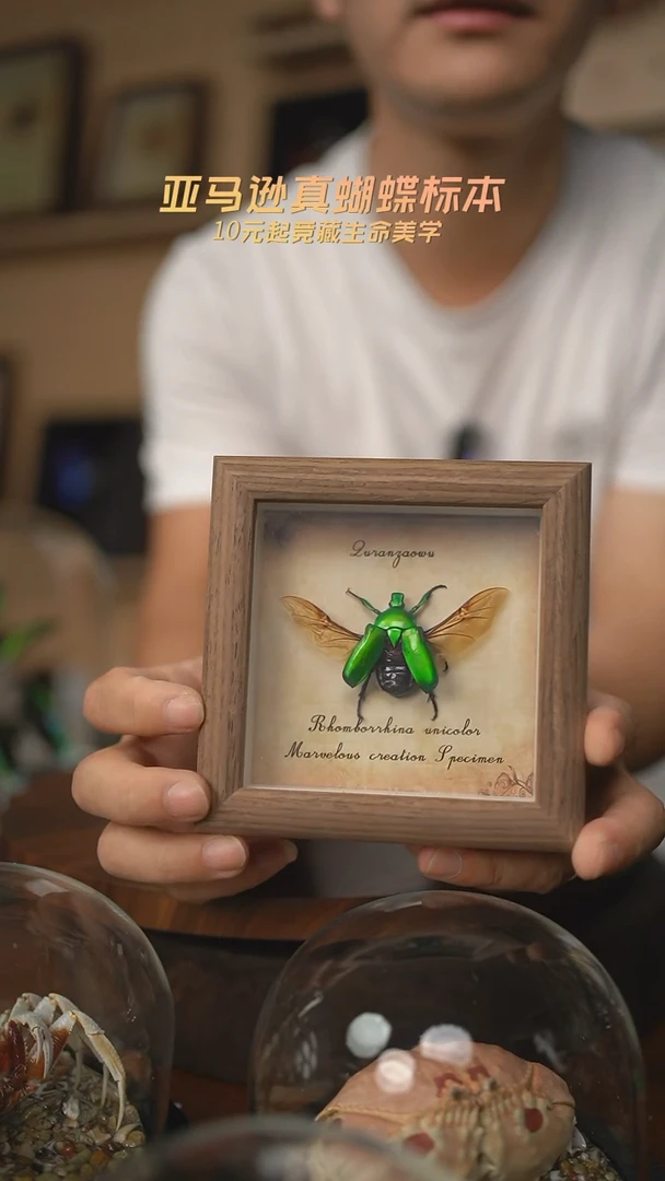 绿萝花金龟展翅复古版4寸木纹方框