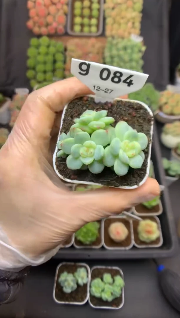 g084 遥遥珍妮群生 可带盆土