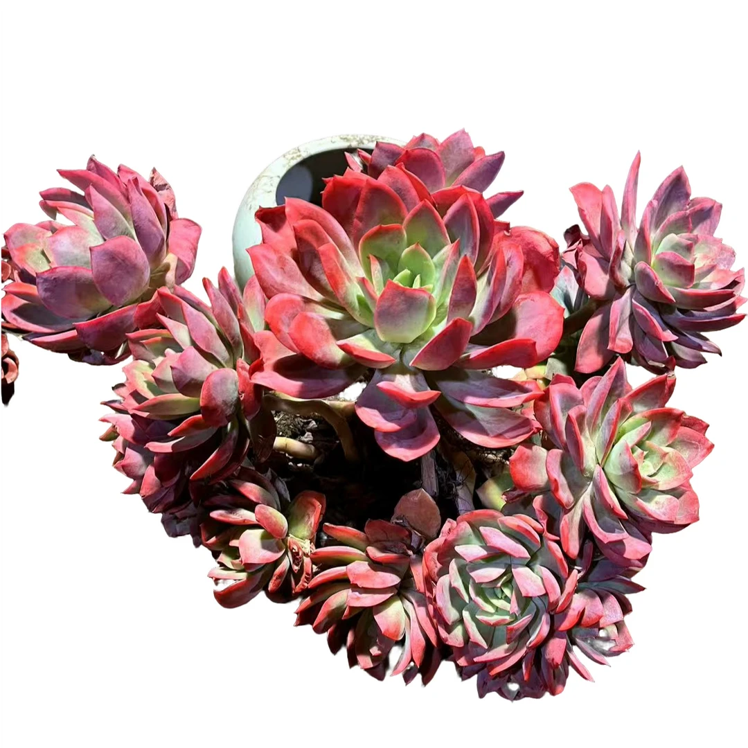 精品多肉植物     绮罗仙子