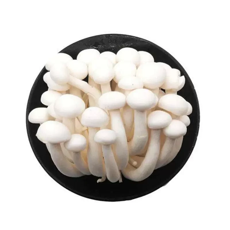 精品白玉菇约150克