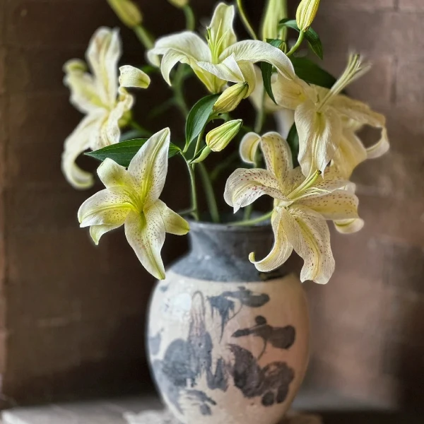 【老虎沐恩】精选优质老虎沐恩百合云南鲜花优质鲜切花水培鲜花