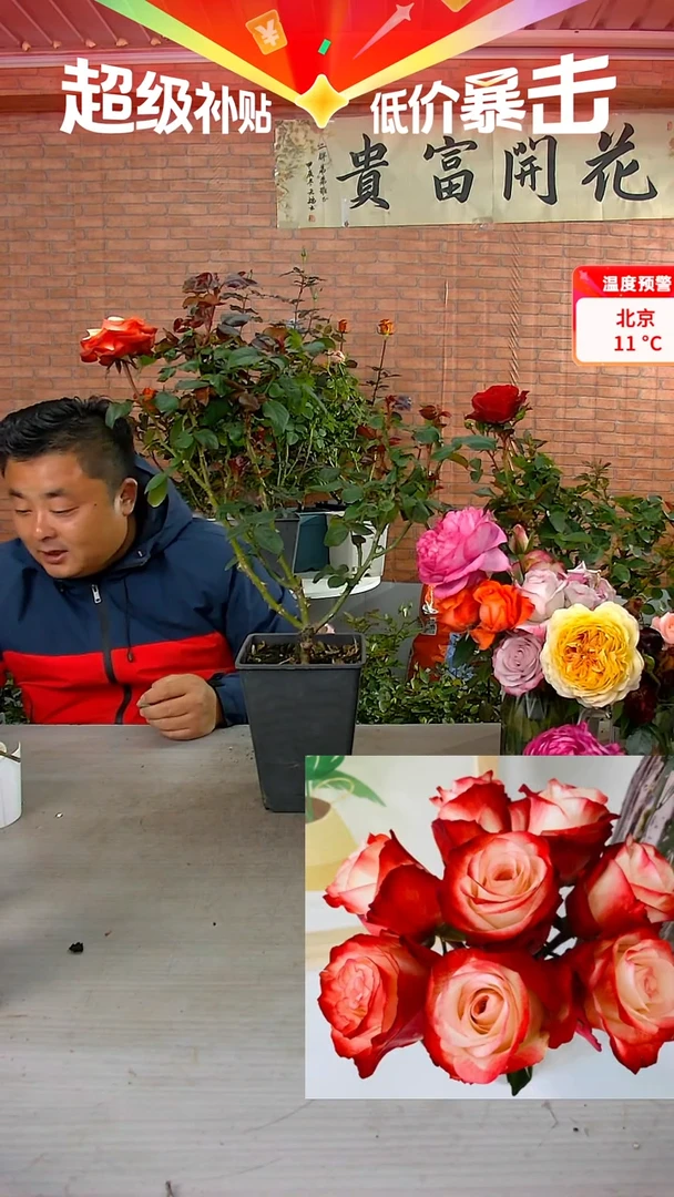 当前无花朵，栽培后可花朵法尔法拉