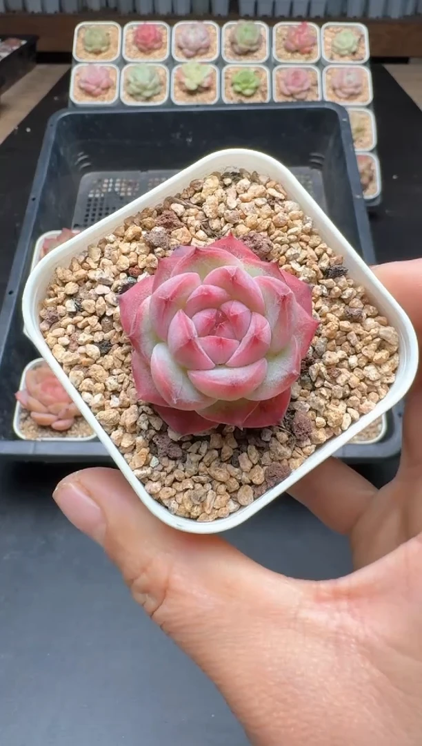 【闪购商品】808C物拍多肉带盆土6.5杯拍3颗包柚