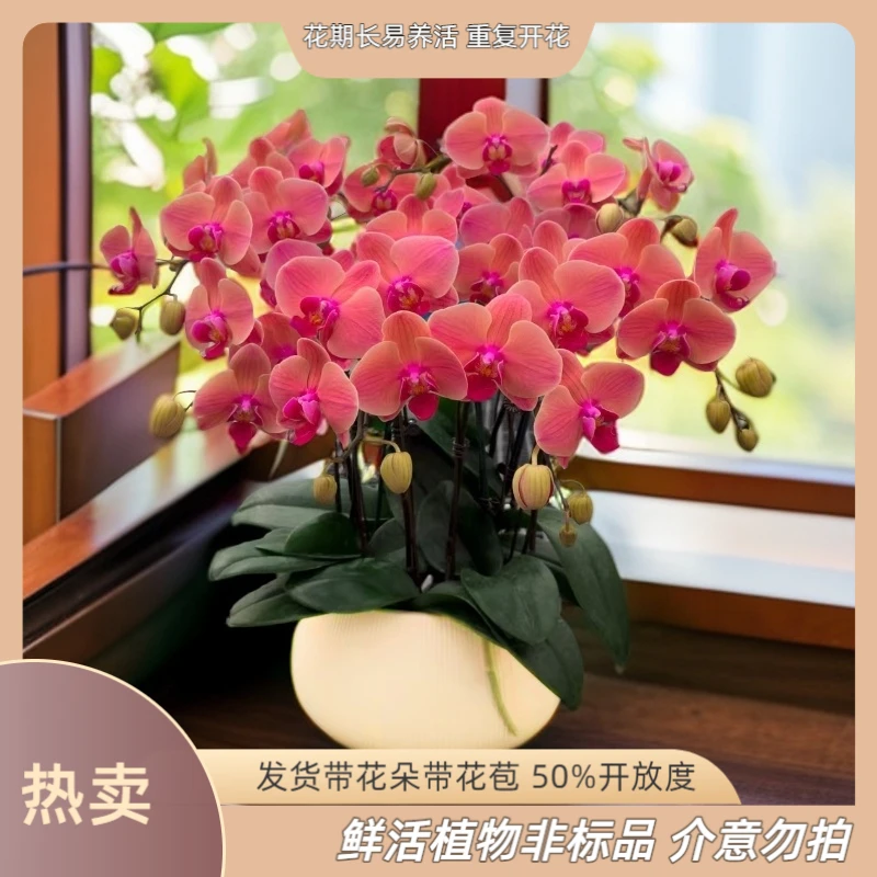 【三文鱼】-梦茜儿的花坊-一半花一半花苞耐养绿植带花卉盆栽蝴蝶兰
