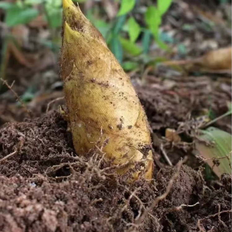 全州大山里的冬笋