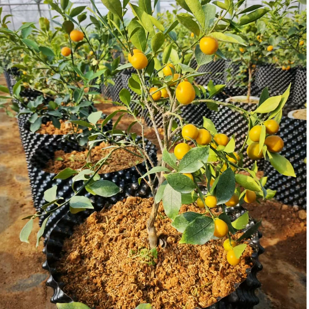 猎宝桔盆栽 南方盆栽阳台小果树