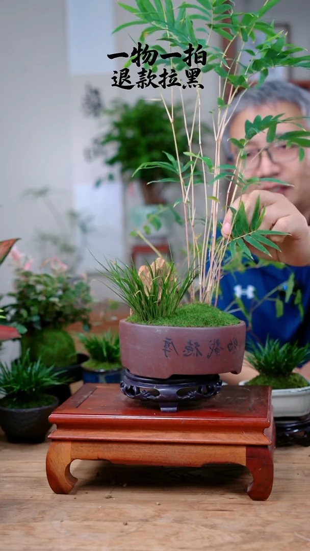 完全开放鲨***.竹子396