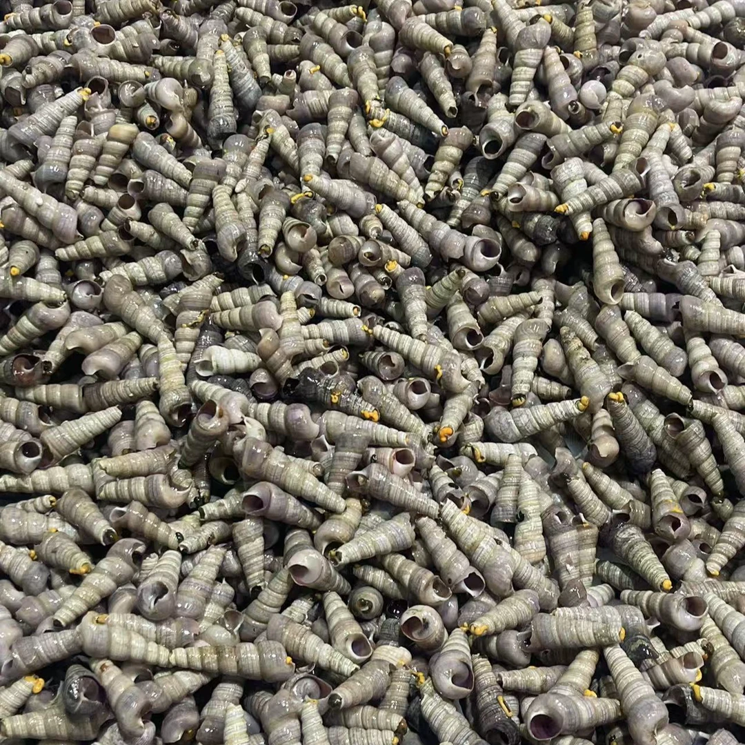 鲜活钉螺去尾四斤装到家保鲜保肥 顺丰包邮