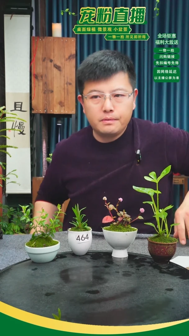 无花朵冰*苔藓微景观464号