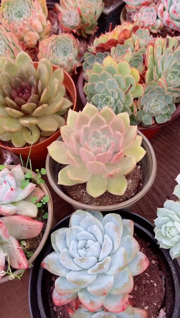 听*多肉植物一物一拍27140