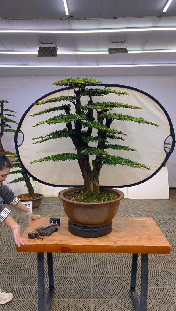 无花朵一物一拍一物一拍