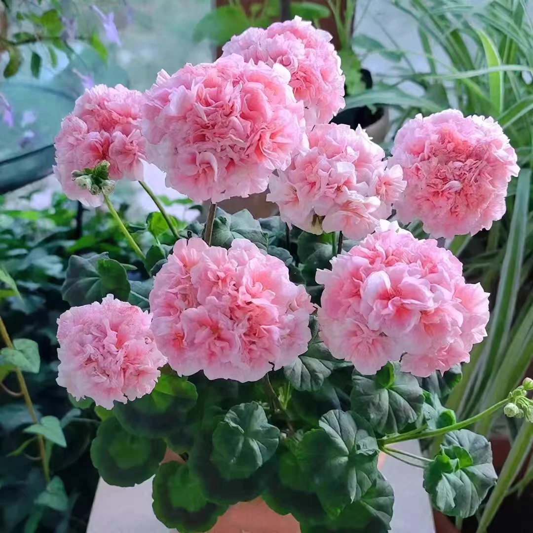 重瓣大花天竺葵盆栽花苗四季开花不断适合庭院阳台种植