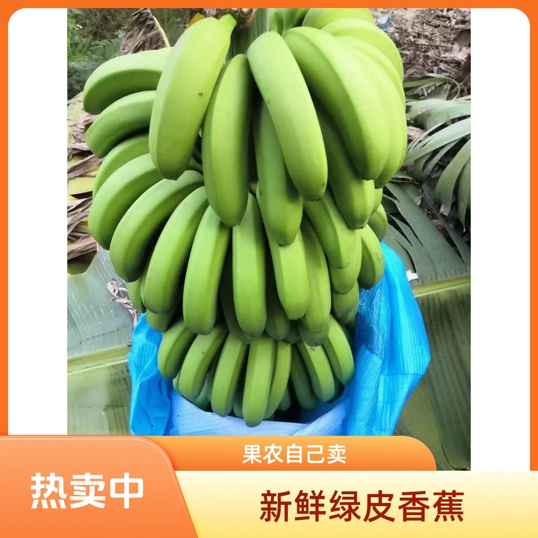 （新鲜发货）云南高山香蕉蕉新鲜采摘自然熟当季香甜软糯水果