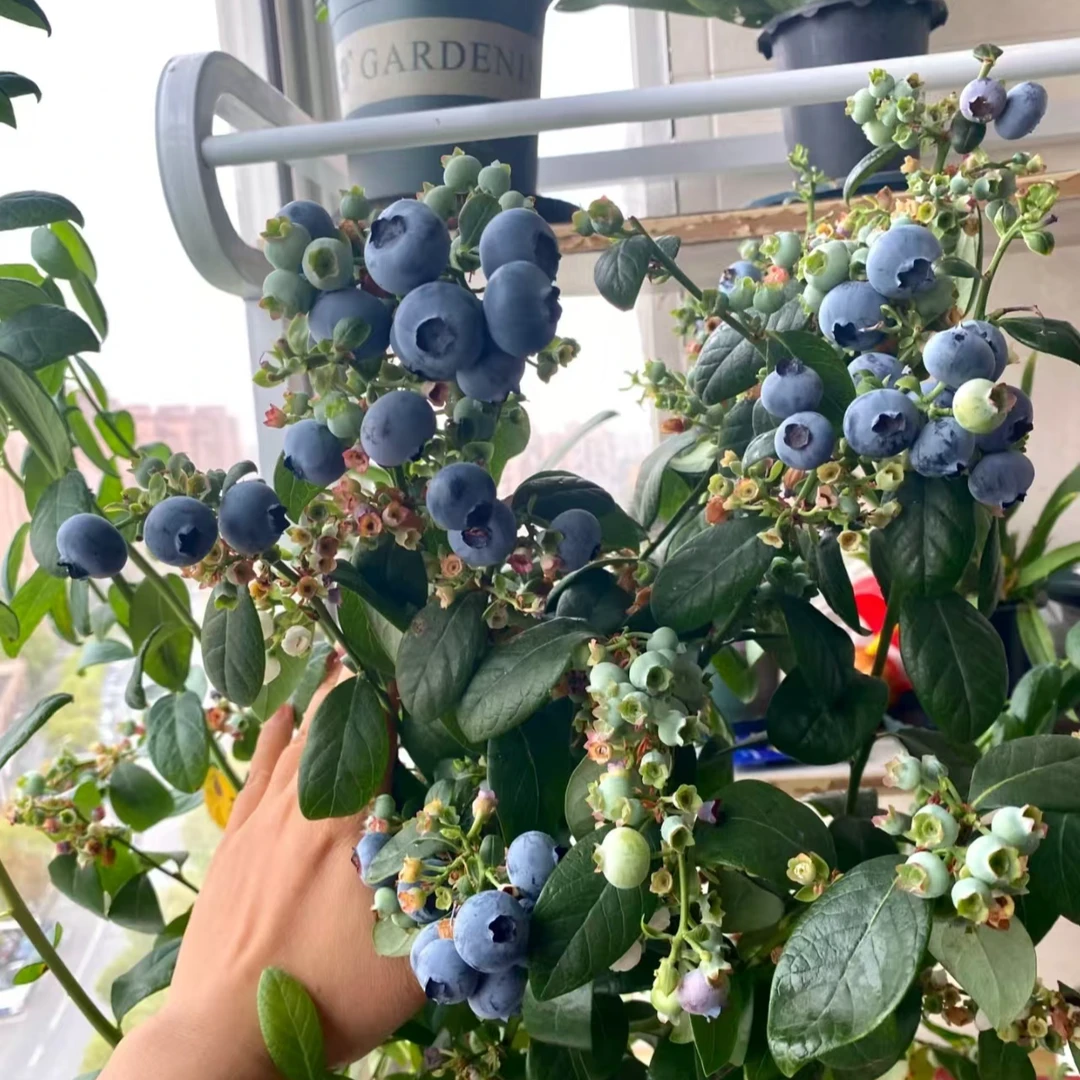 【品种齐全】L25  L11 等 大果脆甜 盆栽地栽南北方种植