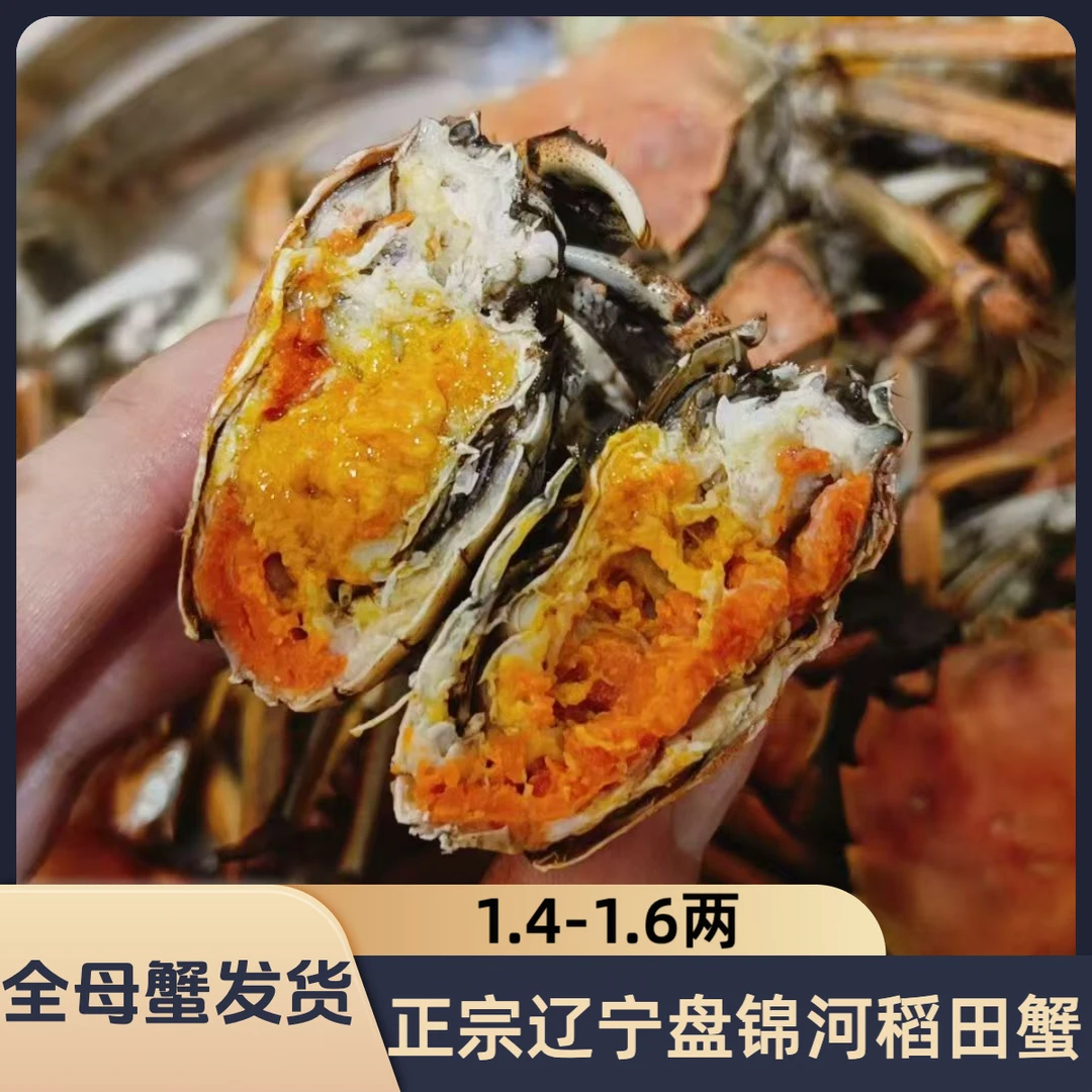 盘锦河蟹稻田蟹1.4-1.6两/只全母蟹2/3斤 （13-24只）