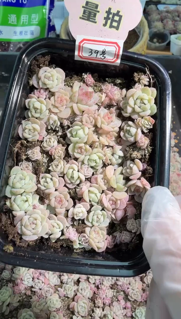 39号 切糕1盒 量拍混发