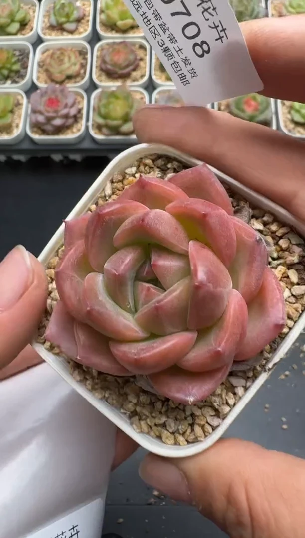 708E云禹多肉植物 带盆土纸巾打包 3颗包邮