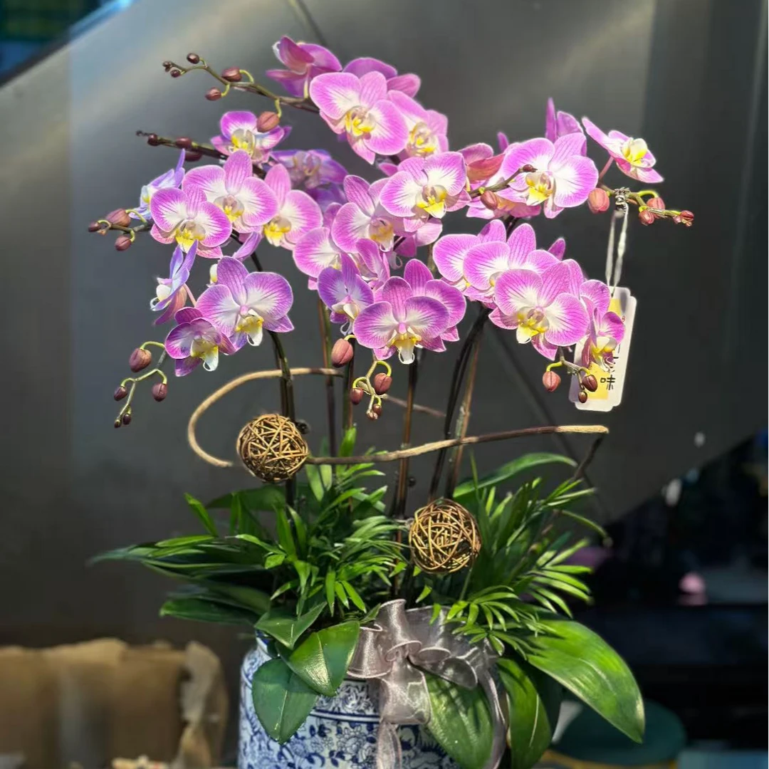 【李先生】雪山飞狐~蝴蝶兰带花发货原盆原土