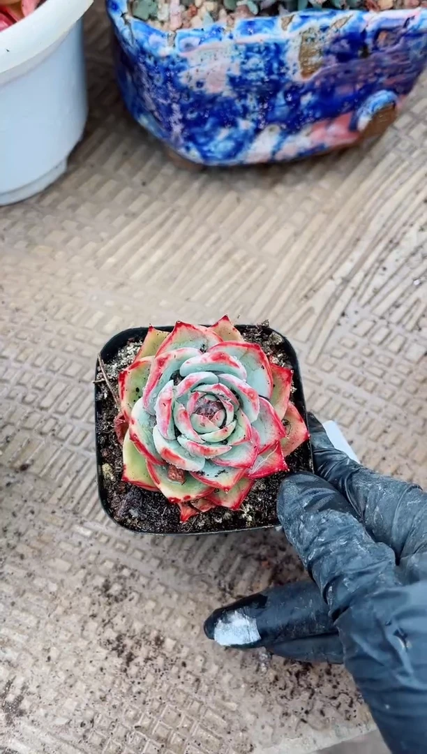 【闪购商品】06265