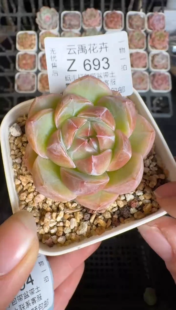 693Z 珍妮多肉(6.5cm杯）一物一拍 带盆土发