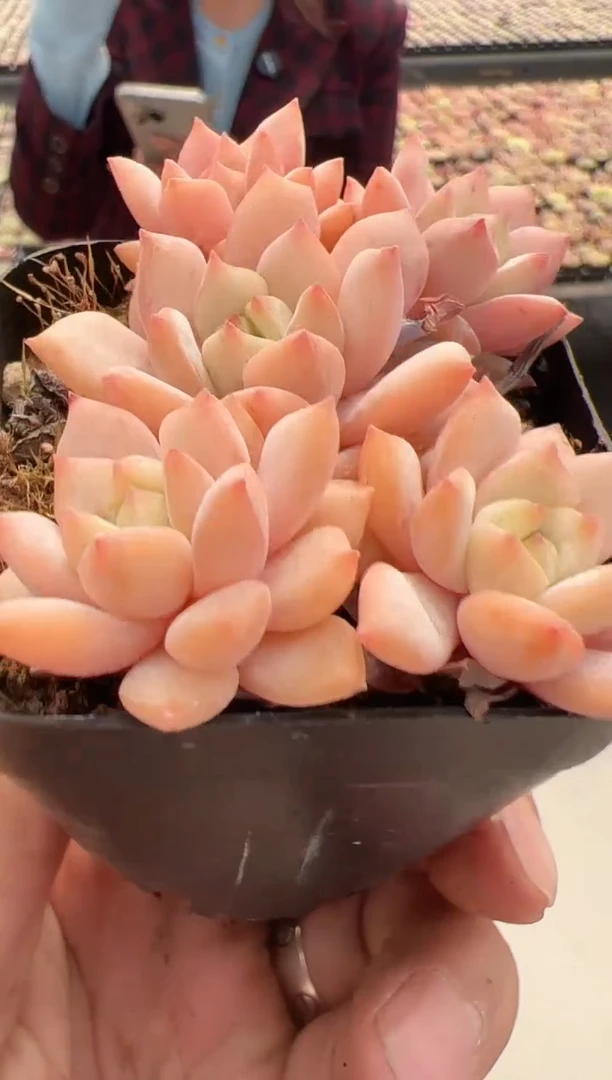 【闪购商品】新款多肉-98