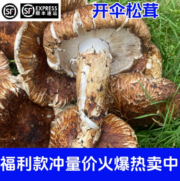 【买一斤送一斤】新鲜正宗香格里拉开伞松茸煲汤刺身食用菌子