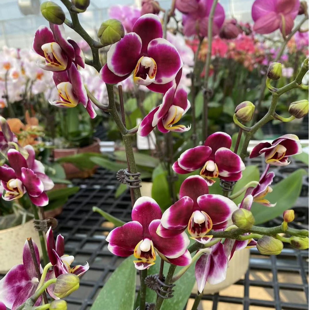 辣椒哥推荐蜡纸花《巧克力》蝴蝶兰网红款办公室室内盆栽