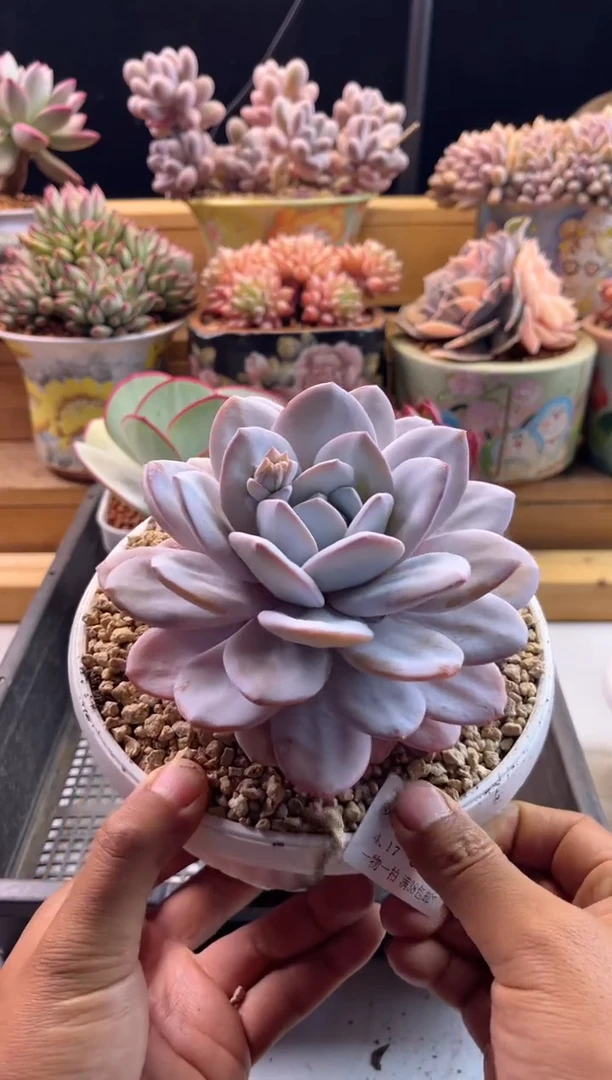 4.17-55雪莲11111111