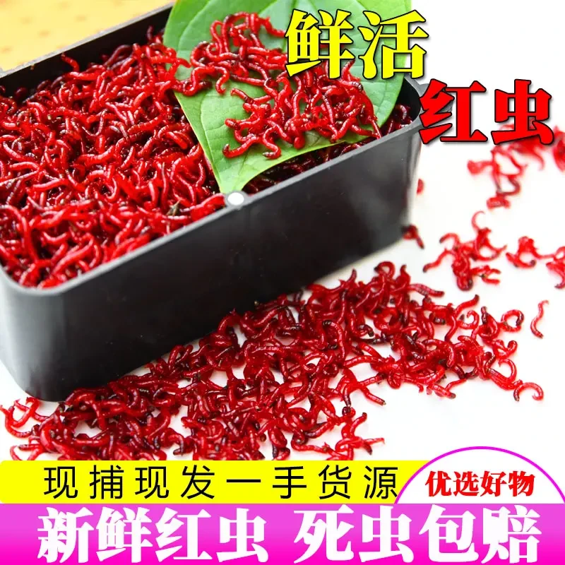 【今日特卖】红虫活饵钓鱼鲜活开制肉夹馍伴侣开饵拉饵喂鱼食饵料