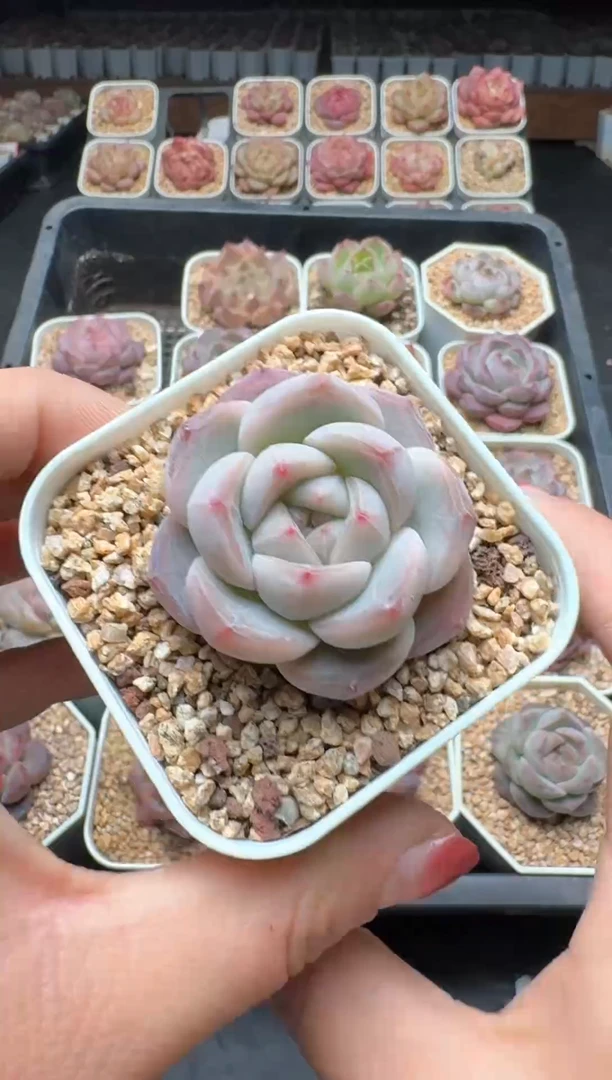 【闪购商品】3单包邮珍妮多肉一物一拍592