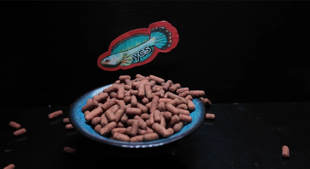 雷龙鱼涨帆尾增蓝白高蛋白饲料10g试用装