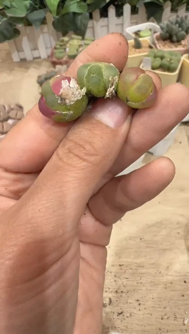 短****芙29-287多肉植物肉锥