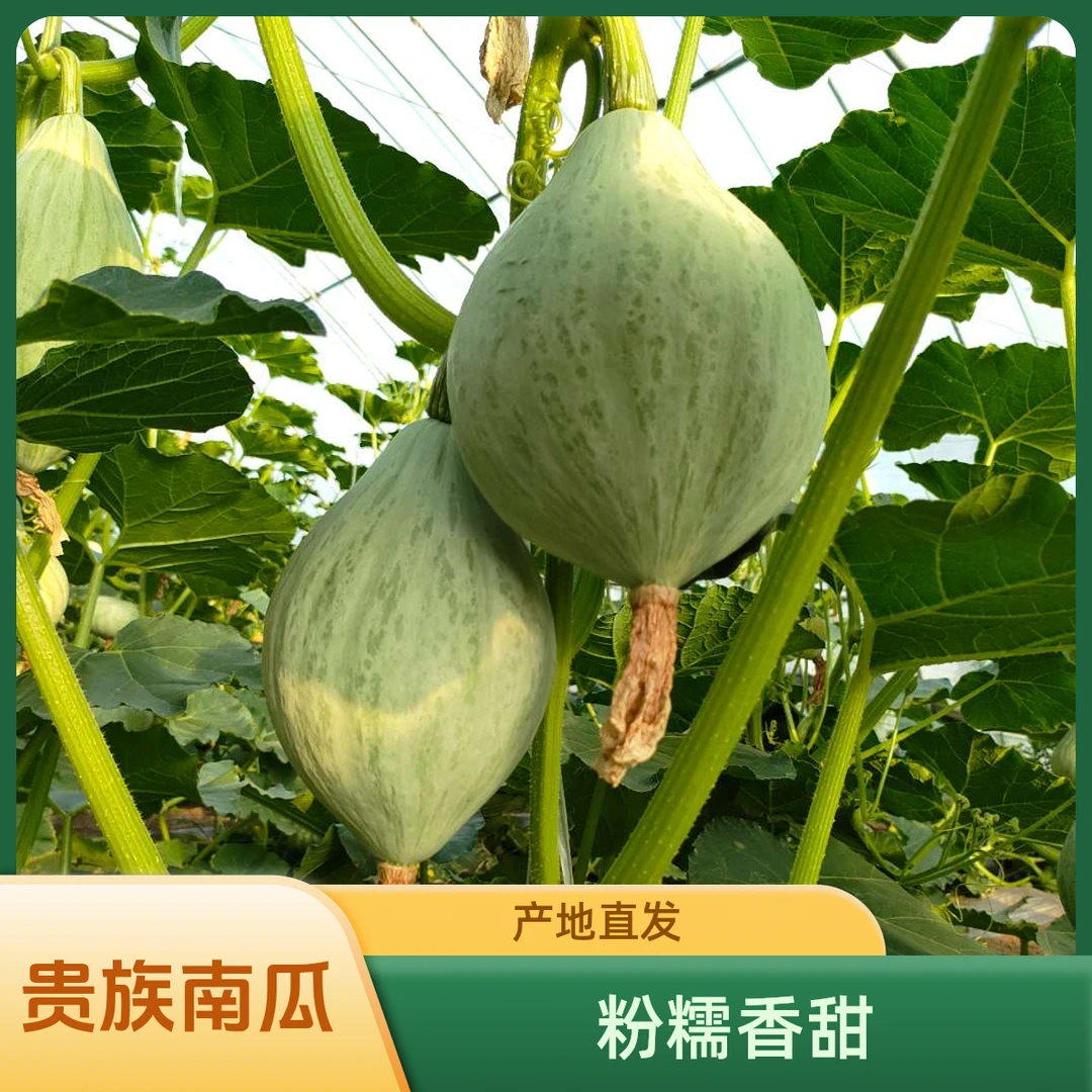 贵族南瓜粉糯香甜细腻沙瓤板栗香甜宝宝辅食产地直发