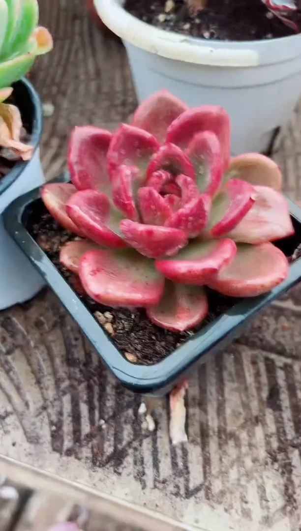 小*子多肉植物一物一拍30155