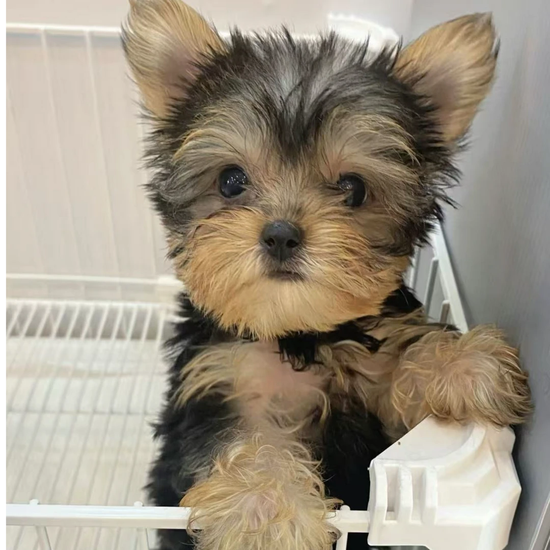 可爱小体约克夏家庭伴侣犬出售