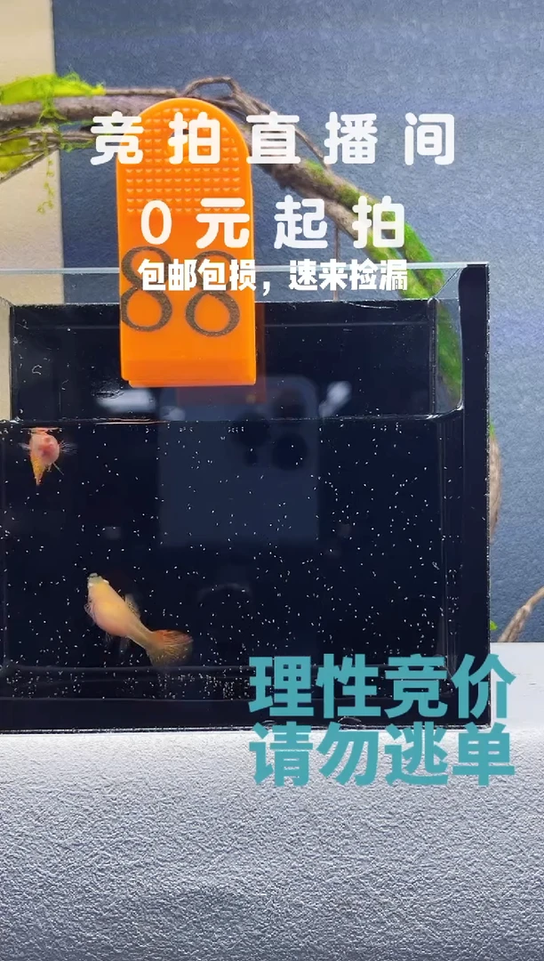 孔雀鱼红龙白子带胎一对带胎编号88