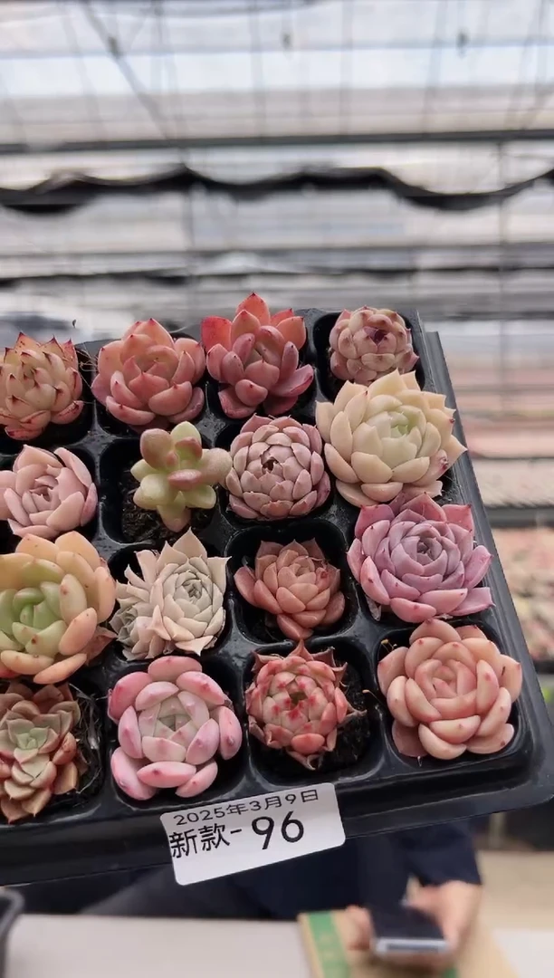 【闪购商品】新款多肉-96