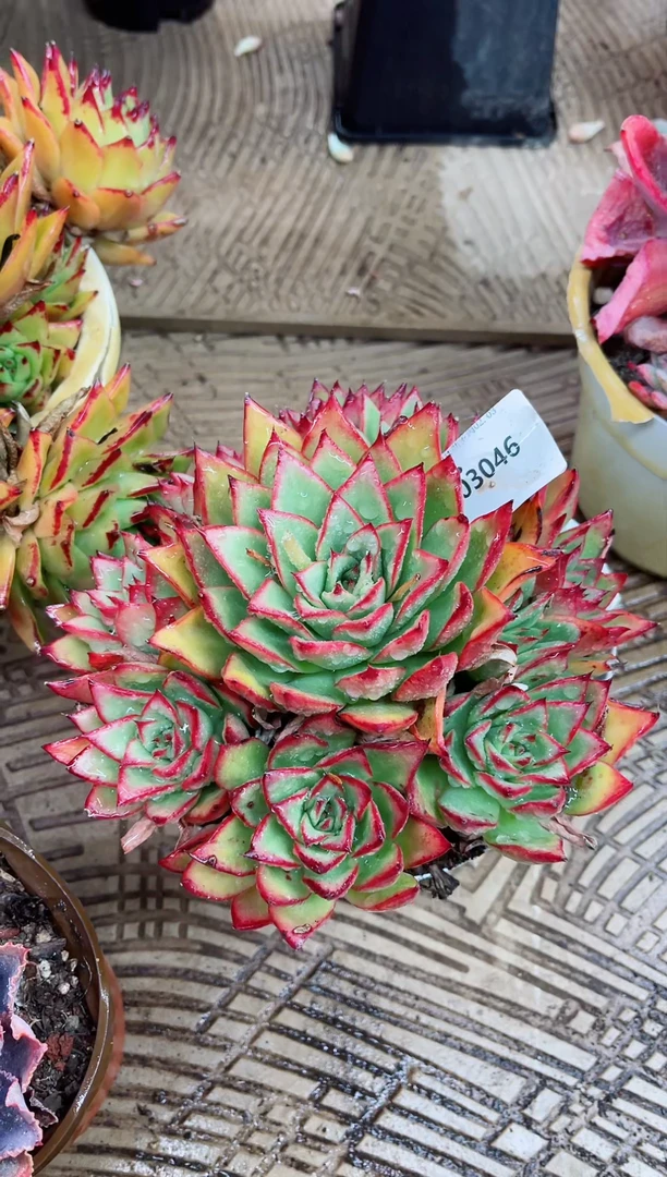 【闪购商品】03046