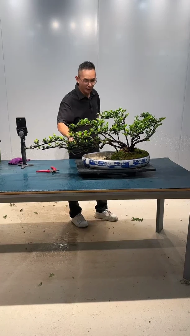 无花朵海岛翠米茶
