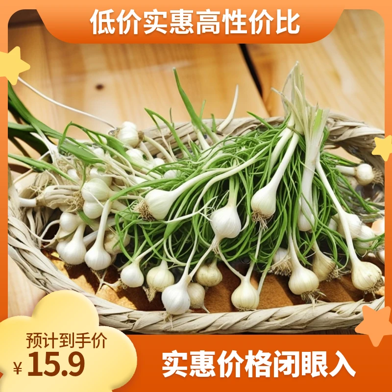 野生小根蒜大脑瓜现挖现发带土保鲜包邮