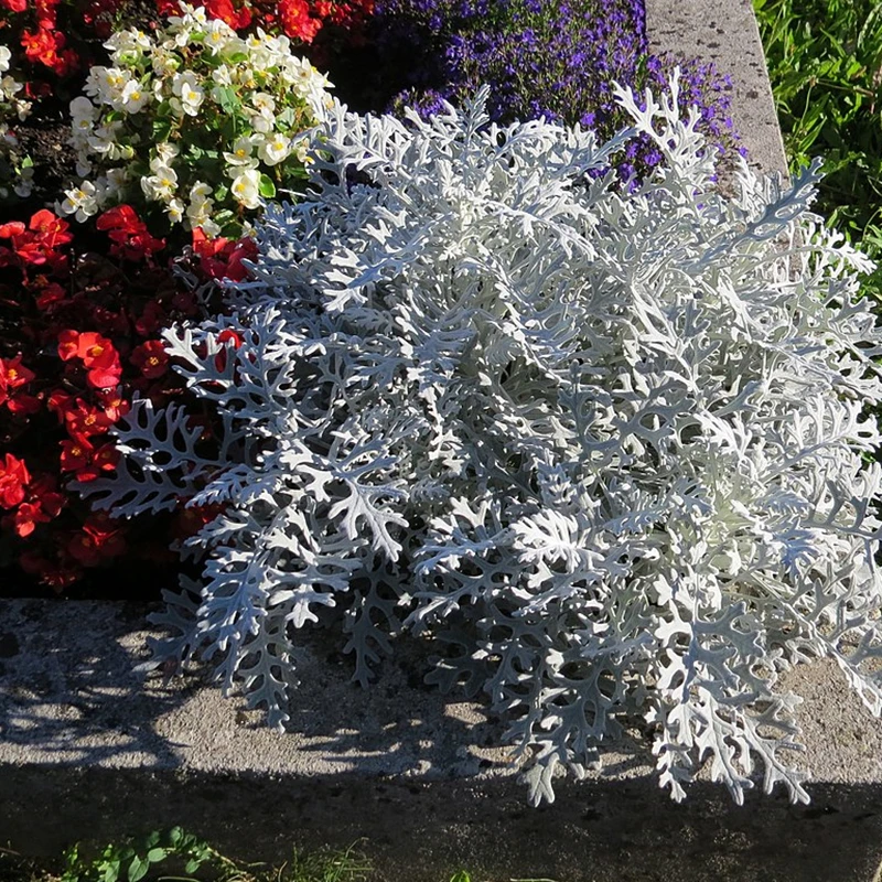 深山花奴银叶菊盆栽多年生观叶观花耐寒耐热阳台庭院景观组合植物