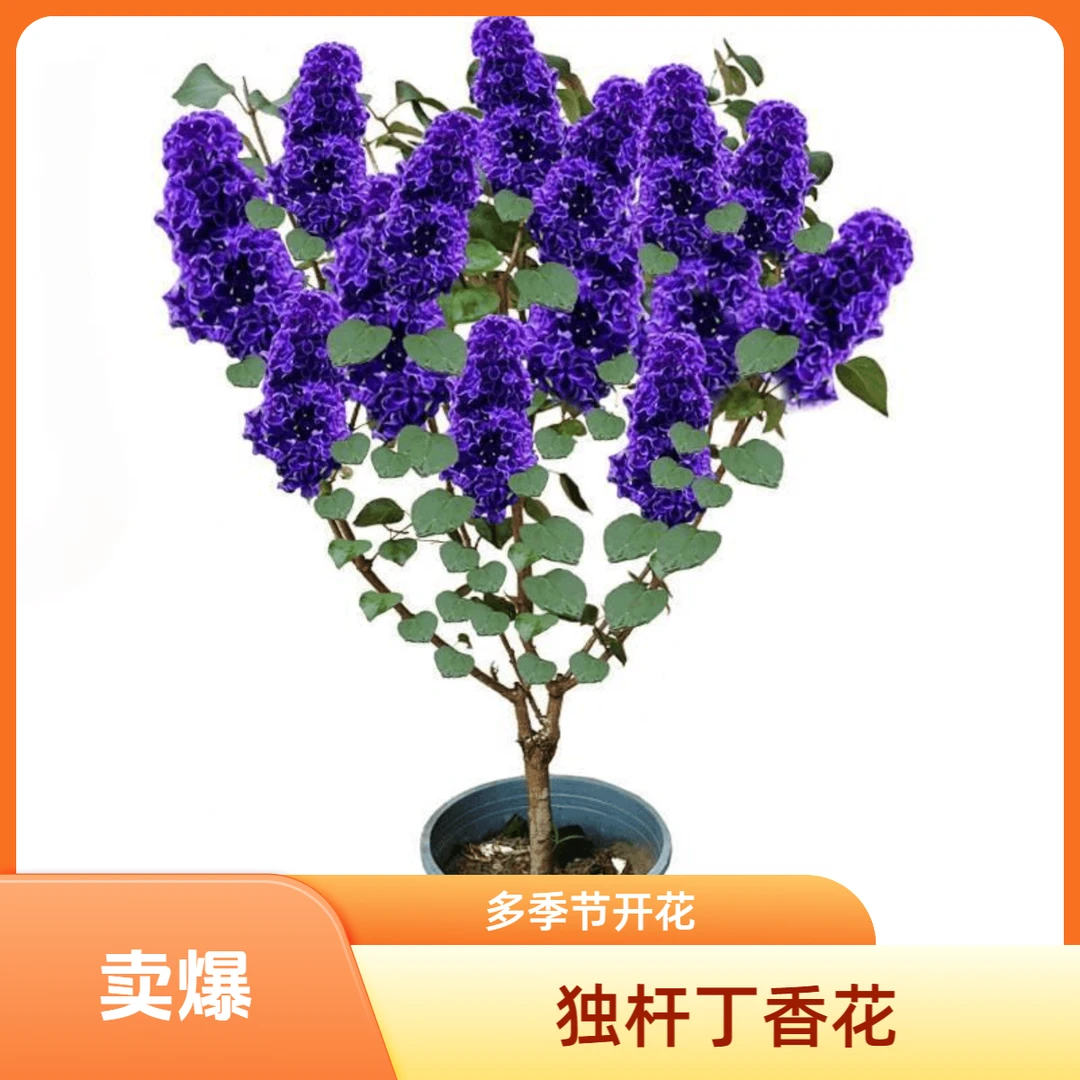 紫色独杆丁香花树苗多季开花庭院种植造景植物绿化苗耐寒丁香苗