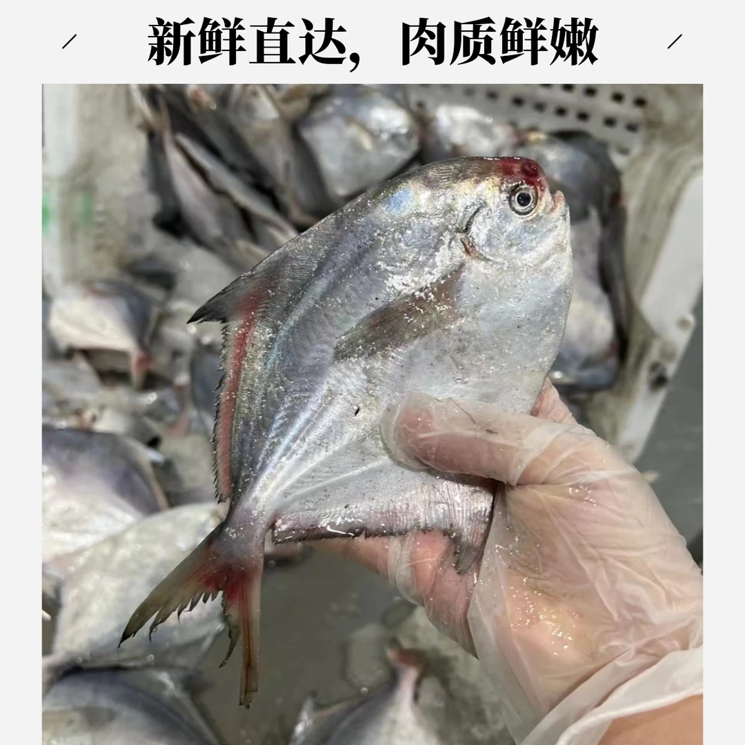 嗨鲜卫士野生小鲳鱼舟山7-8条/斤本地货顺丰