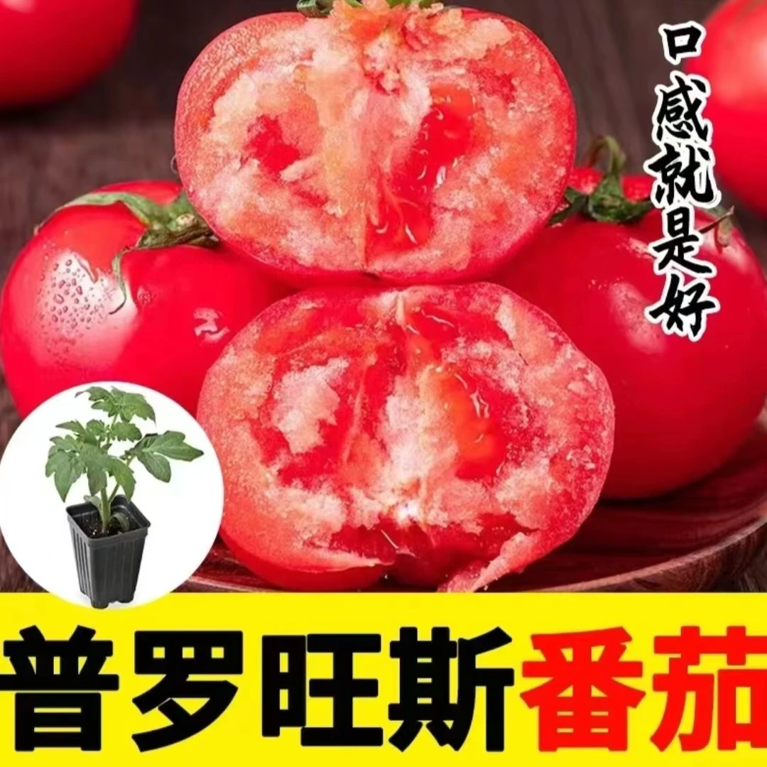 （拍2份发3份）普罗旺斯番茄苗 四季蔬菜辣椒苗高产优质种苗穴盘苗