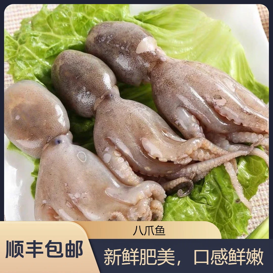 渤海湾野生八爪鱼 3斤/4斤 顺丰冷链！明天到！