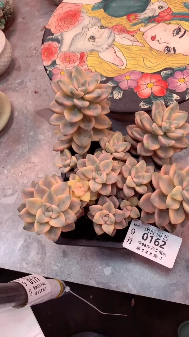 毛*豆0162-一物一拍