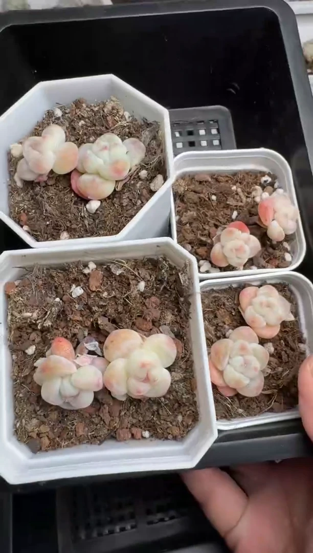 【闪购商品】159号到手1框--江北多肉